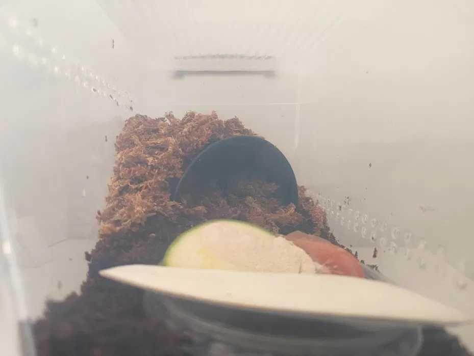 WYSYŁKA Zestaw box ślimak afrykański terrarium pojemnik plastikowy