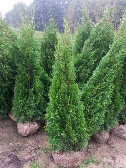 Thuja Smaragd 100,120,140,150,160 cm! Tuja Szmaragd! Sadzimy tuje!