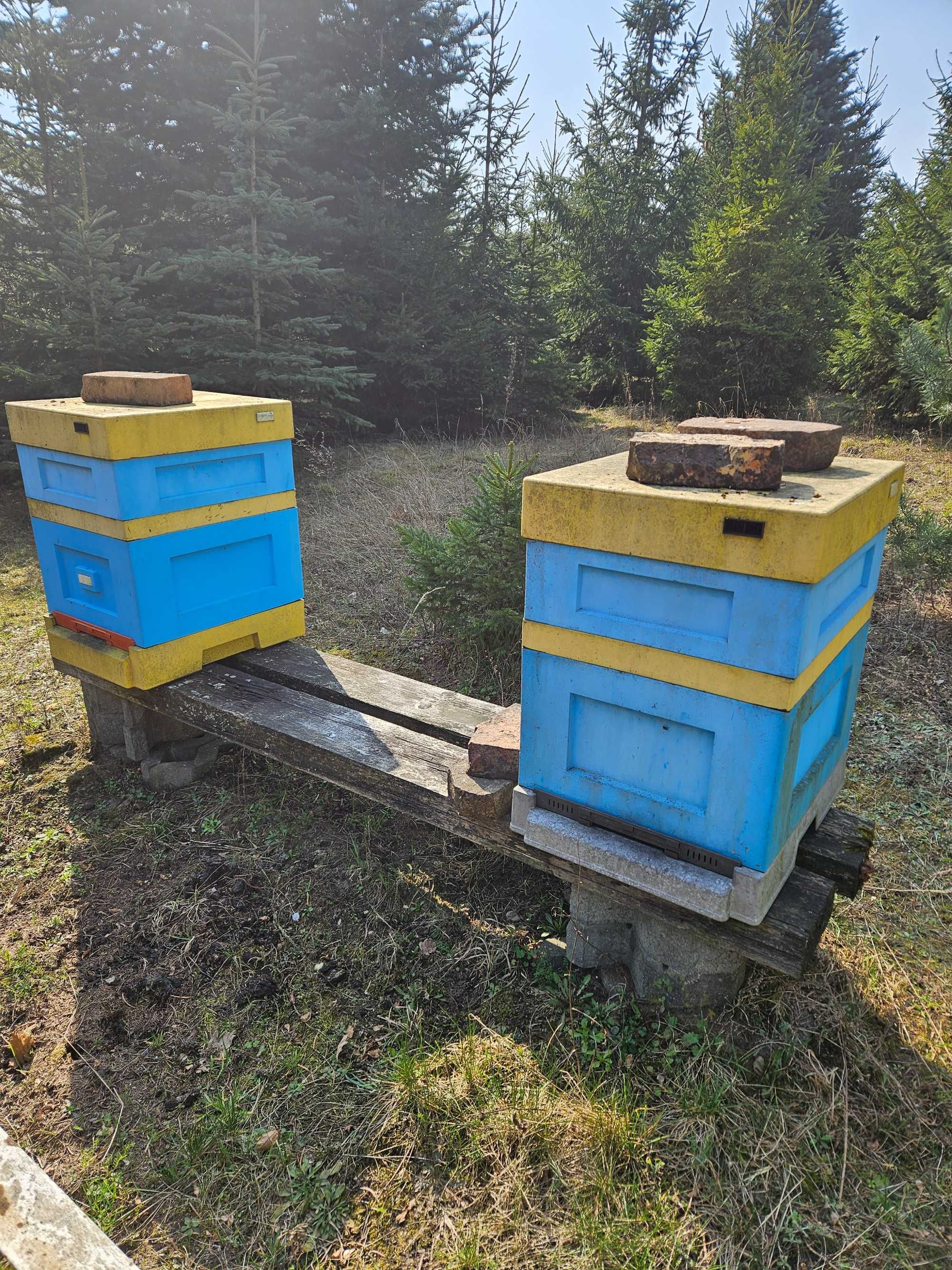 Ule wielkopolskie 12 ramkowe