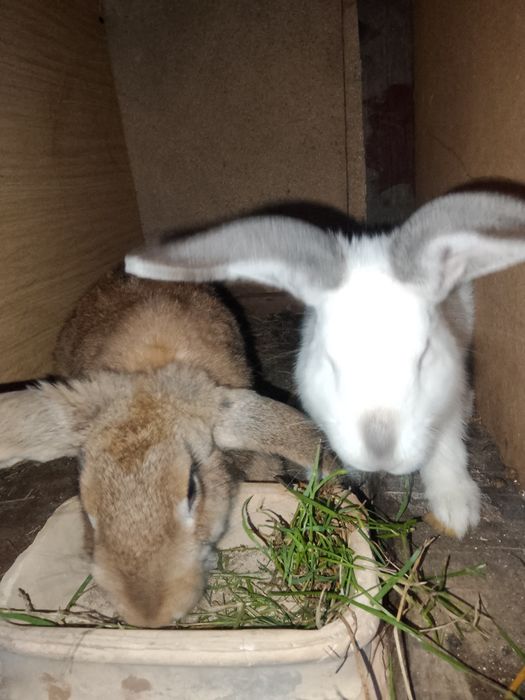 Sprzedam króliki mieszance