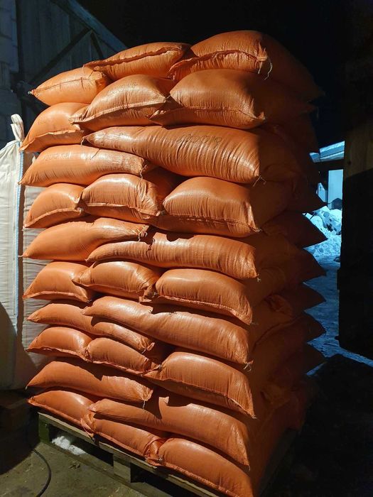 SŁONECZNIK ziarno słonecznika dla ptaków nasiona w łupinie dostawa DHL