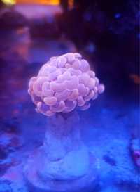 Euphyllia paraancora light pink . Koralowiec LPS . Akwarium morskie