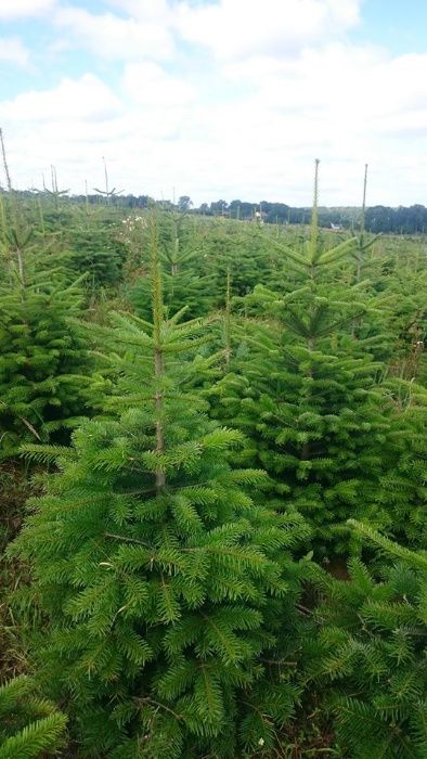 Tuja brabant, szmaragd 80 do 300cm, żywopłot sadzimy, dowozimy