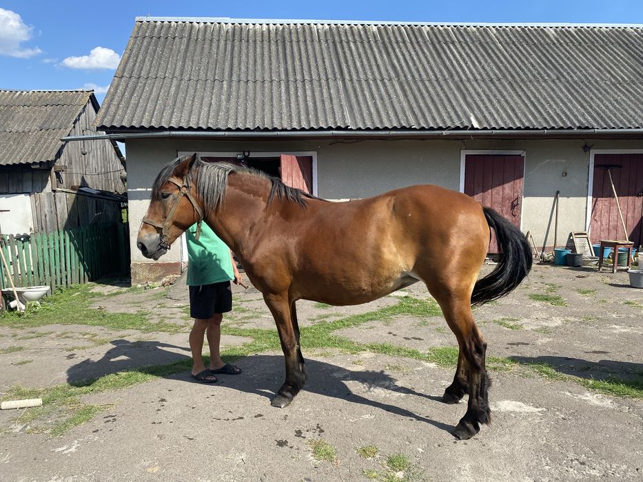 Робоча кобила