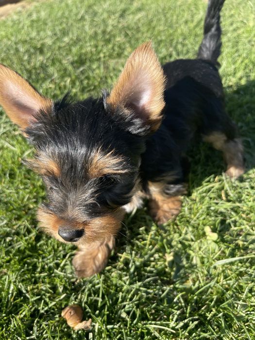 Yorkshire terrier