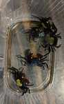 Krab wampir Aquafizz Creative