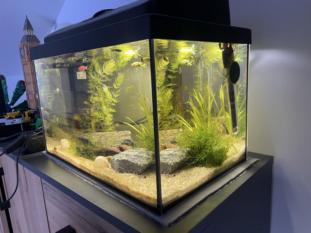 Akwarium 25l z życiem