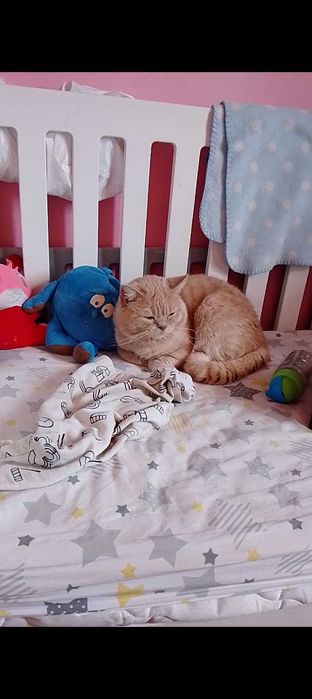 Котик шукає кішку для в'язки