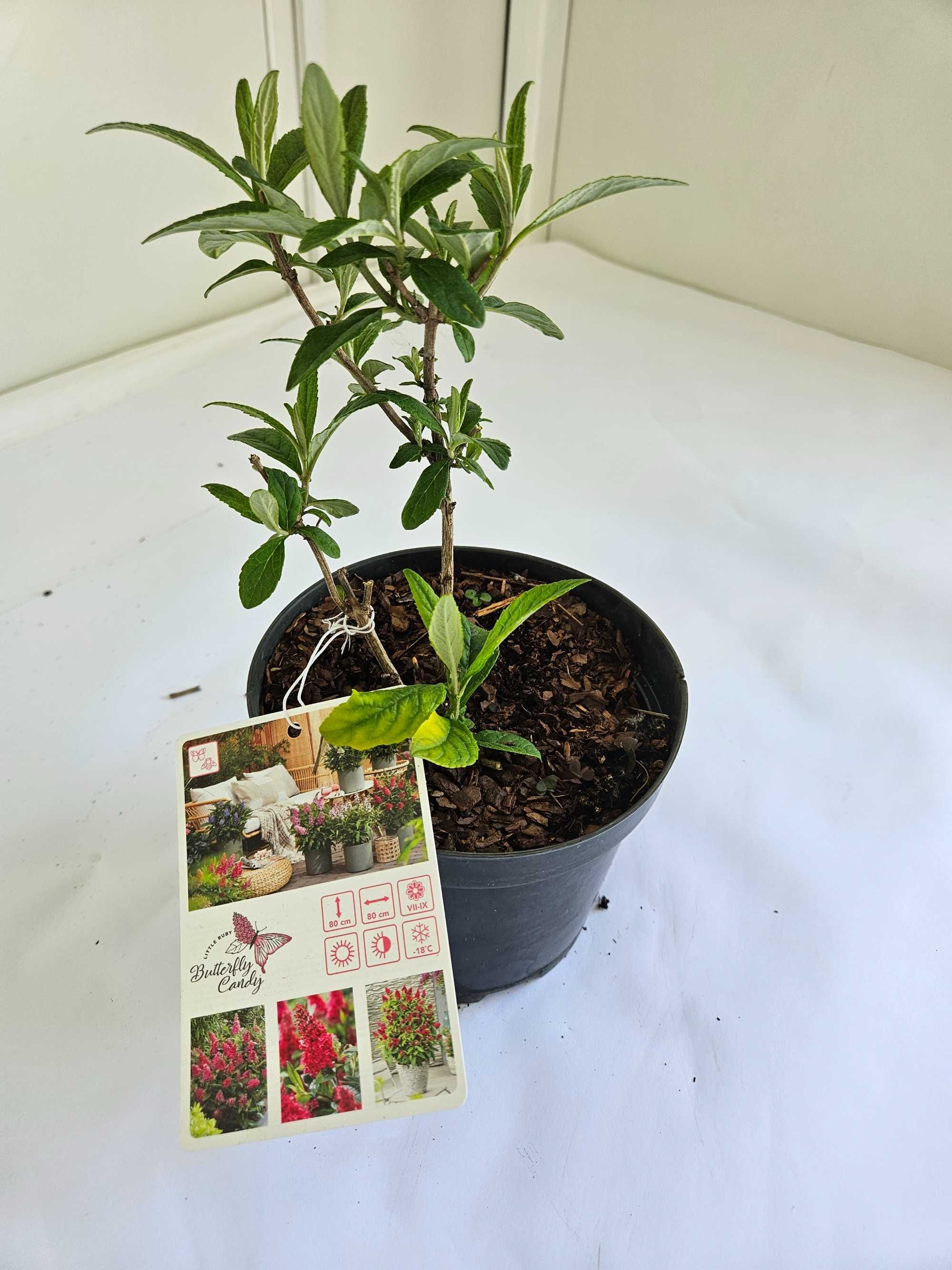 Budleja Dawida 'Little Ruby' (Buddleja davidii 'Little Ruby')