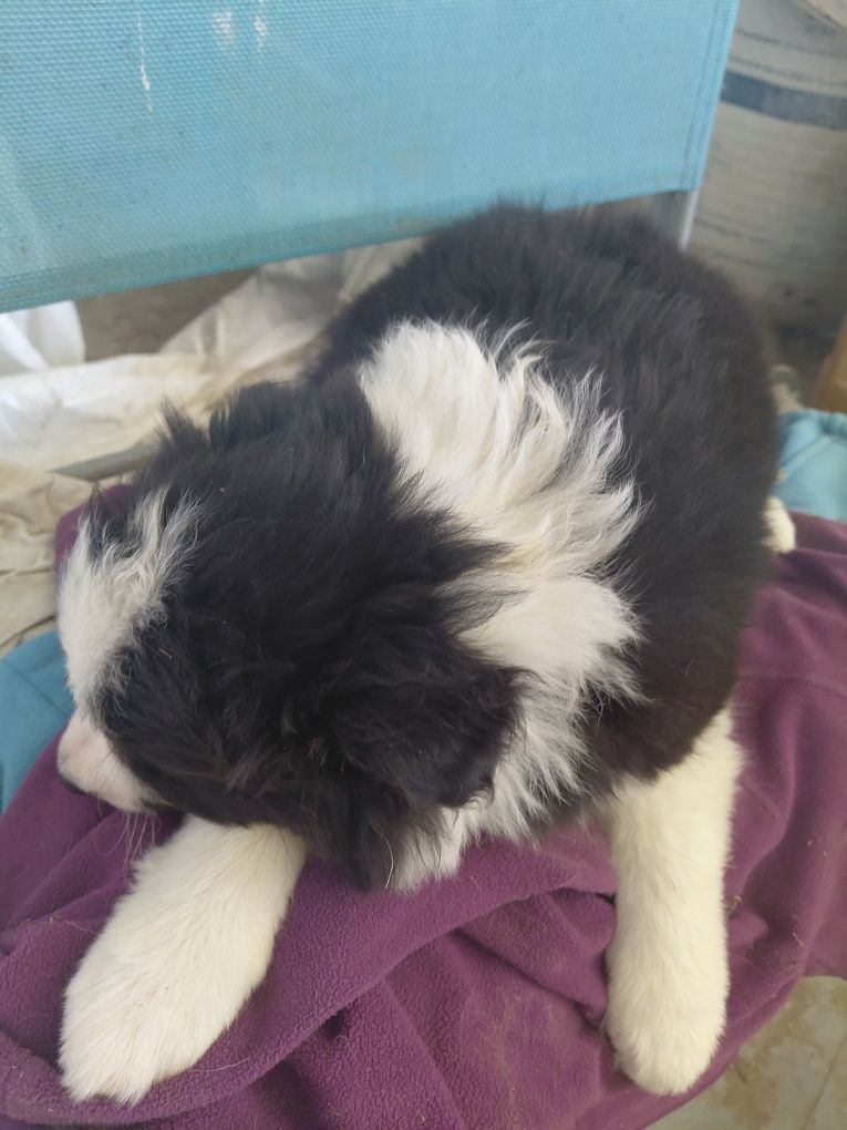 Suczka border collie