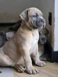 Samiec CANE CORSO FCI  po Championach