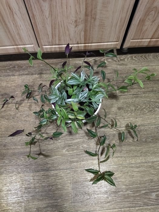 Традесканция кашпо.