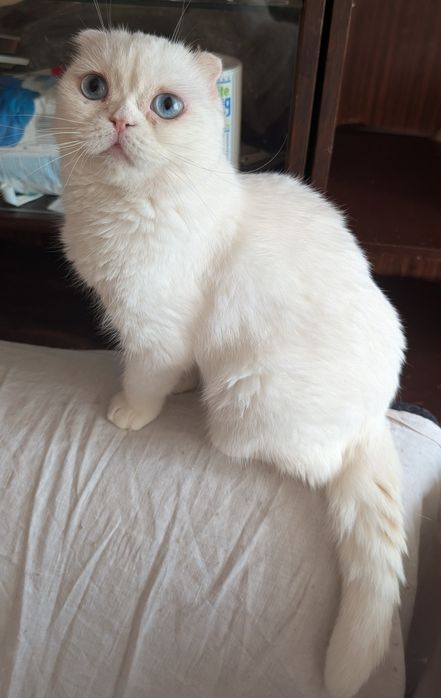 Блакитноока доросла шотландочка