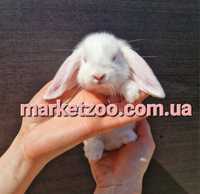 Мини мiнi mini lop Карликовый кролик вислоухий баранчик висловухий