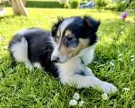 Owczarek szkocki collie owczarki szkockie