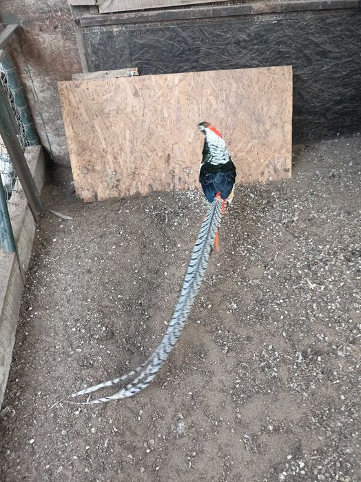 Bażant -bażanty diamentowy i złoty