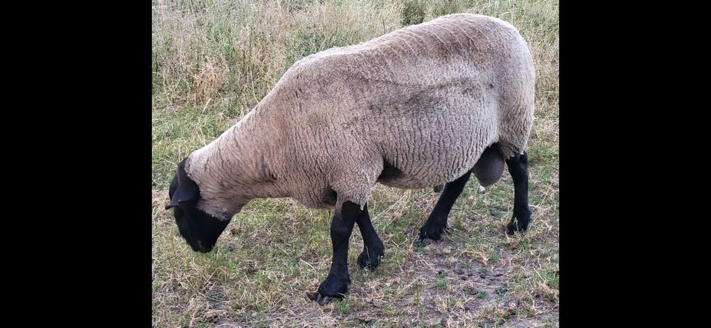 Tryk Suffolk 4 lata ewentualnie zamiana