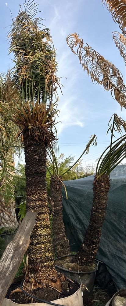 Cycas circinalis - Grande exemplar cica