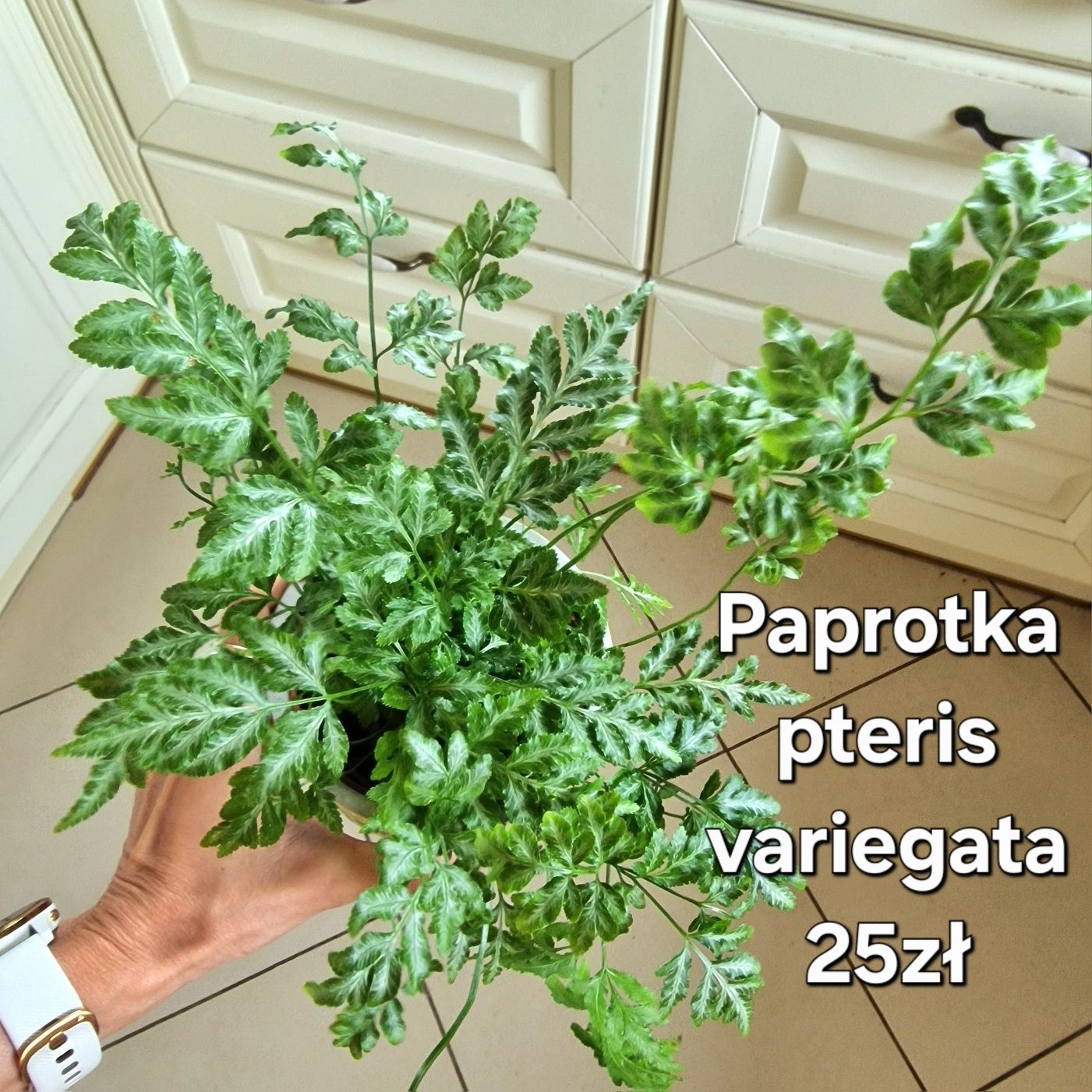 Zamówienie dla Weroniki