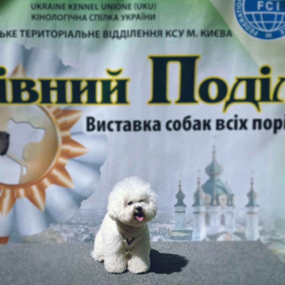 Породисті преміум цуценята шоу клас бішон фрізе від титулованих батькі