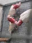 Cacatua Galah lutina machos