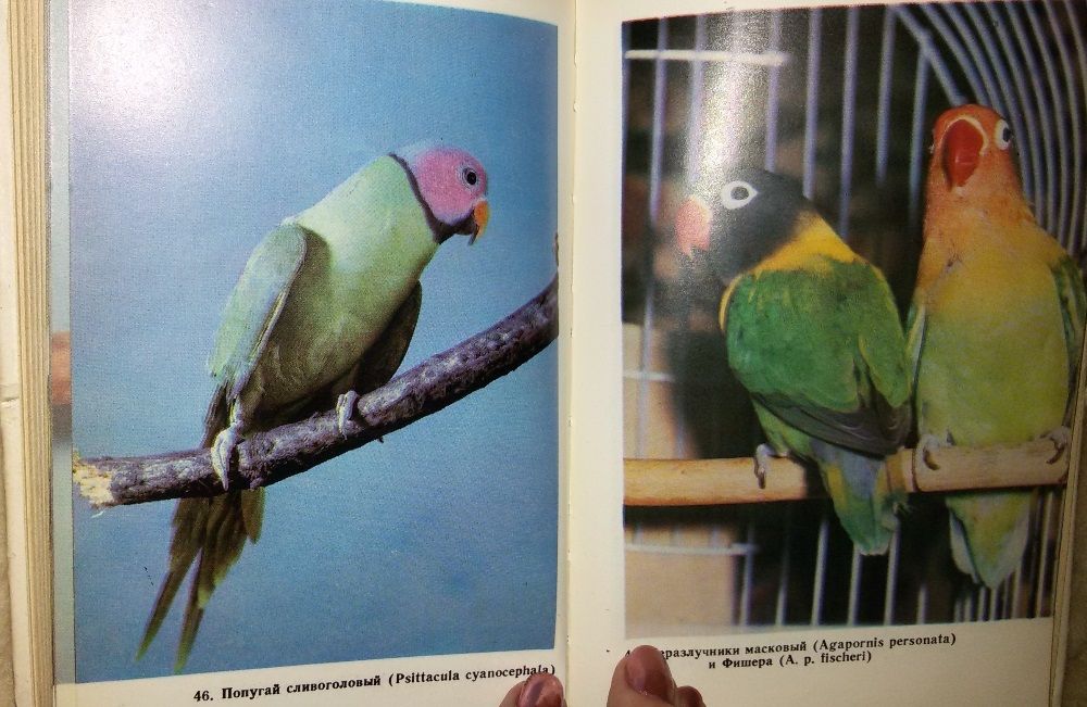 Книга,книги."Справочная  книга по разведению птиц"Рахманов А.