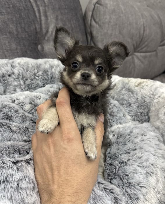 Chihuahua mini piesek błękitny długowłosy Kevin