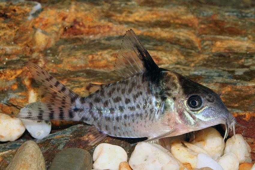 Kirysek Agassiza - Corydoras agassizii - Kirys - dowóz, wysyłka