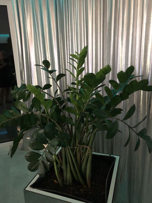 Kwiat doniczkowy Zamiokulkas zamiolistny