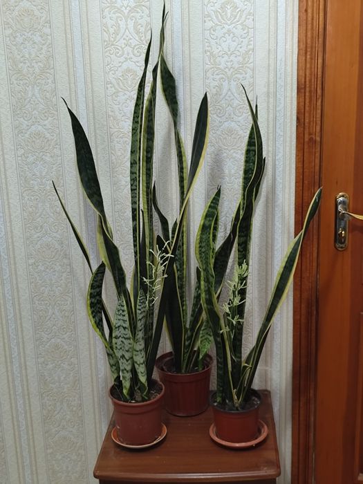 Комнатные цветы, алое 5-летка, сансевьерия, хлорофитум