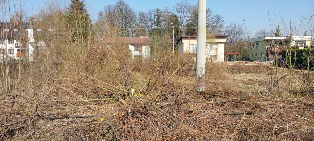 Oddam za darmo drzewo