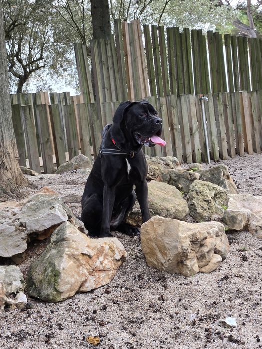 Cane Corso fêmea