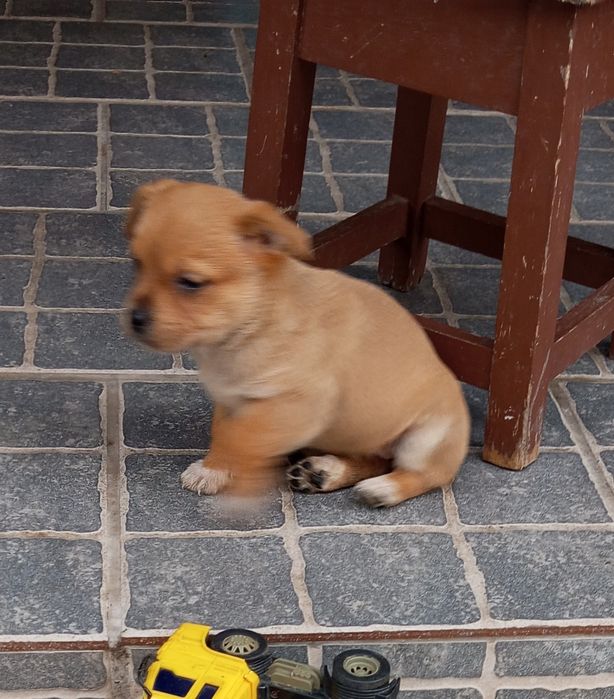 cãezinhos procura o melhor dono