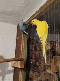 Papugi papuga aleksandretta obrożna