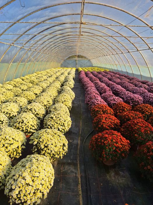 Chryzantemy na sprzedaż!