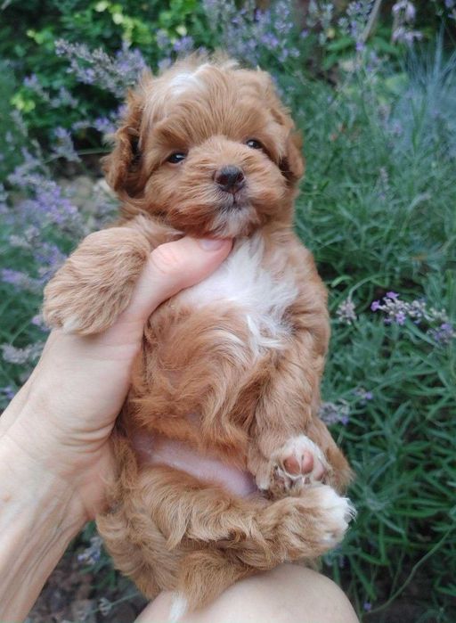 Неймовірно чарівна дизайнерська дівчинка ПомаПу в яскравій шубці. Киів