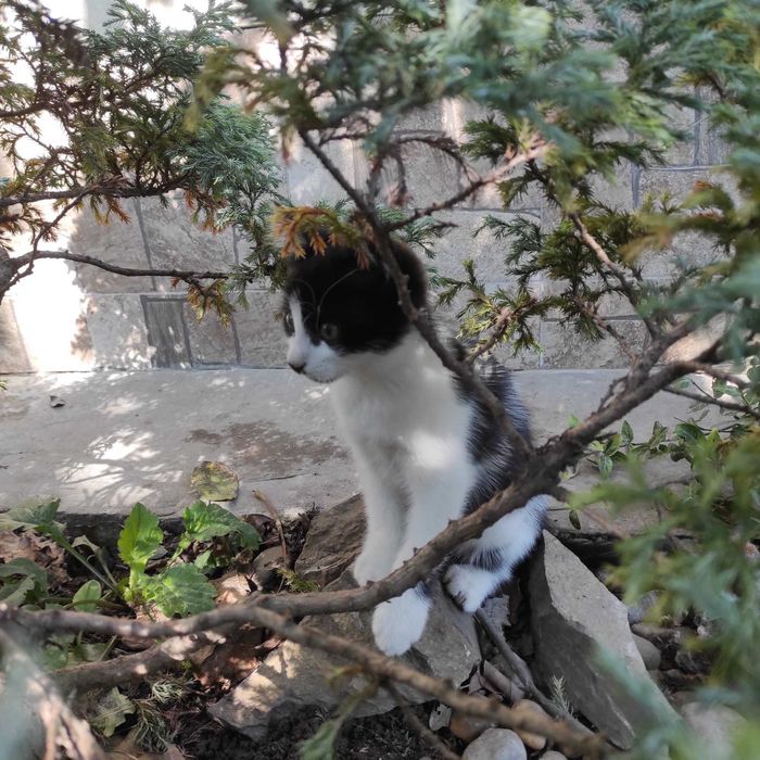 Котик в хороші руки