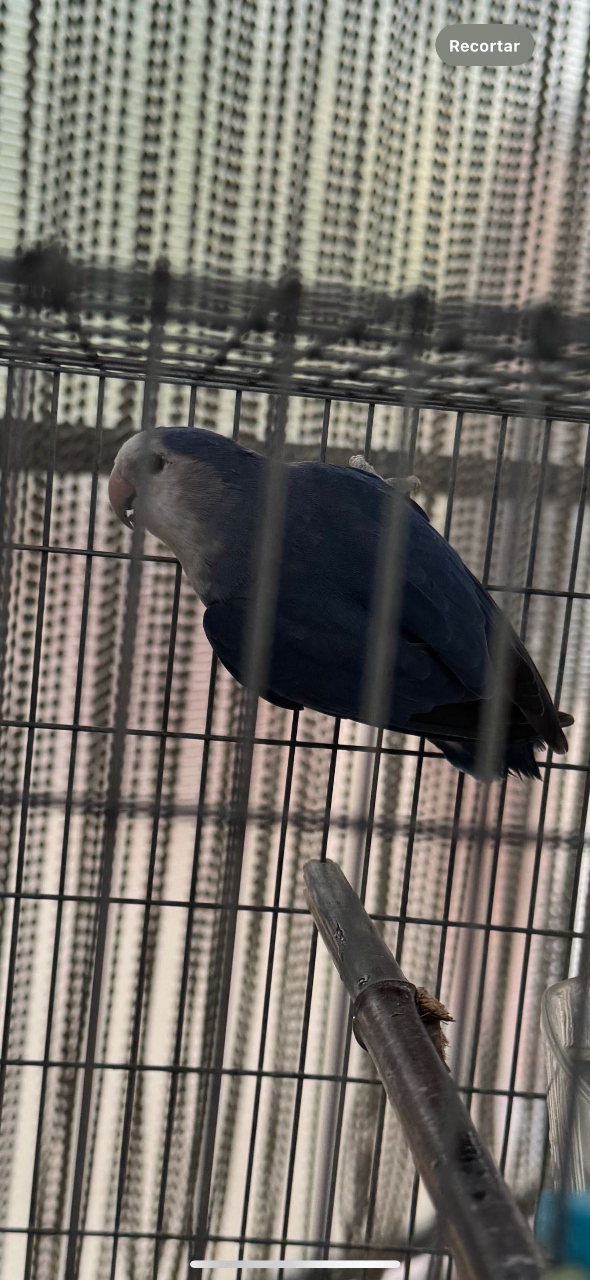 Agapornis longfeather fêmea violeta