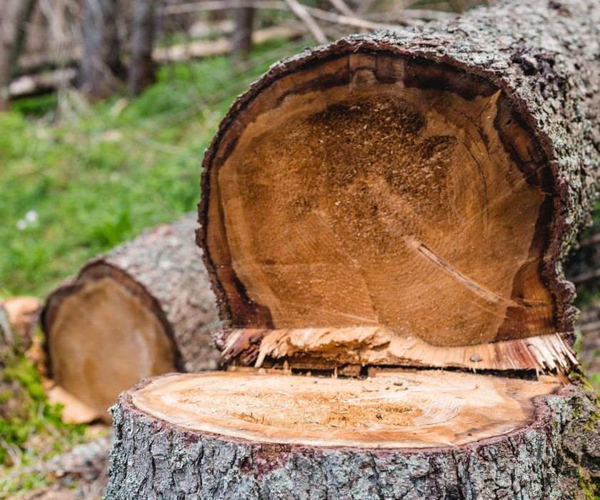 Cięcie,Wycinka,Rąbanie Drewna.