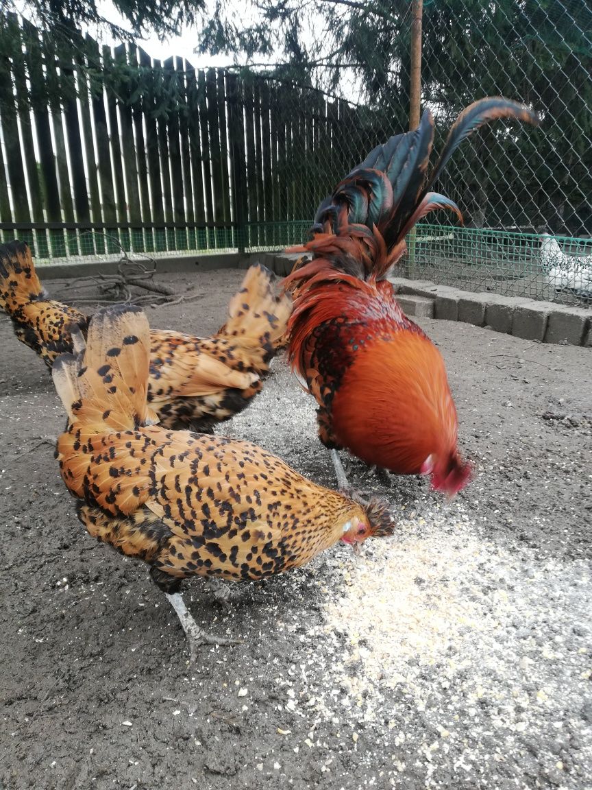Kurczaki Appenzelera Złotego