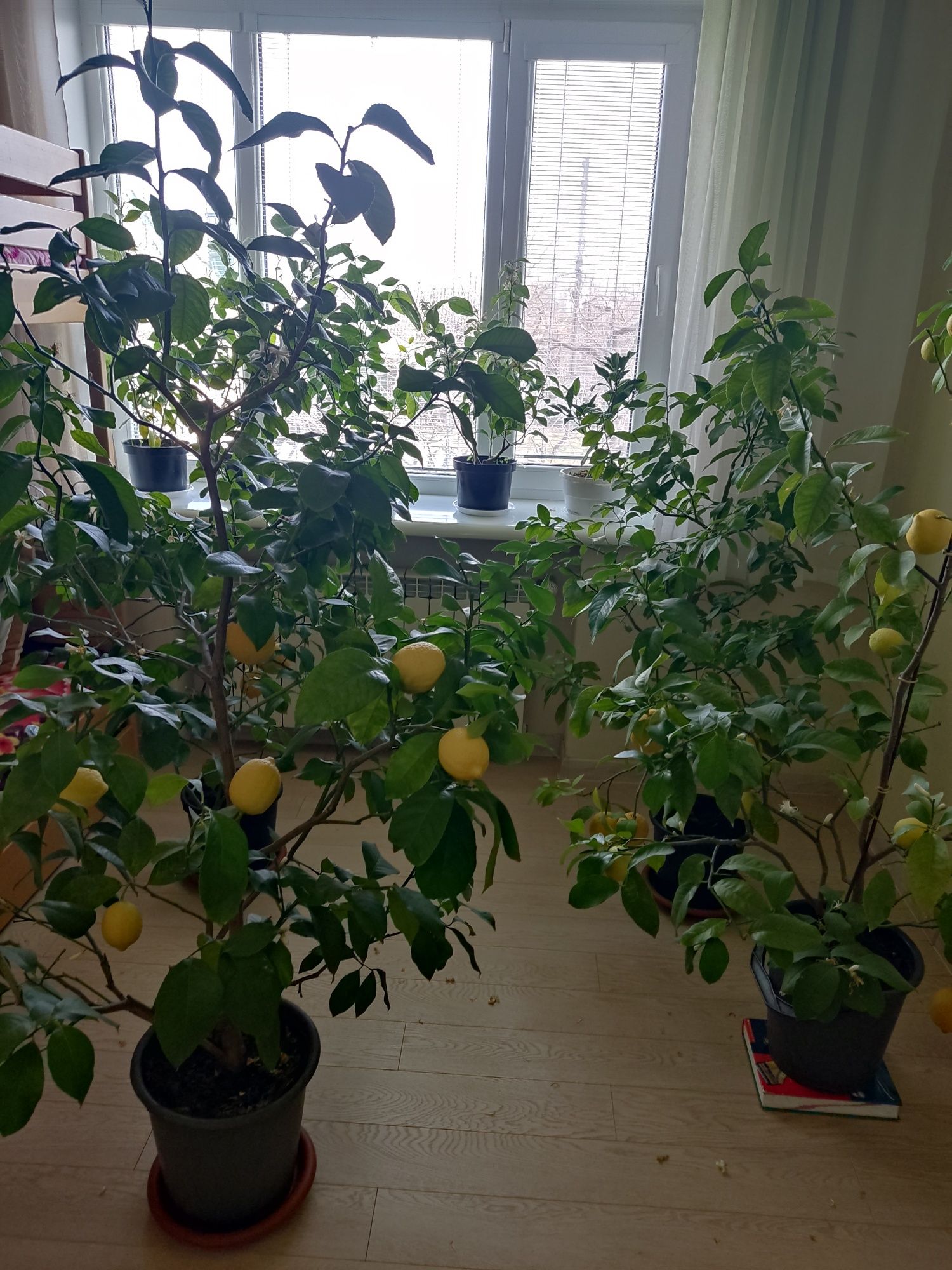 Лимон комнатный дерево. Распродажа!