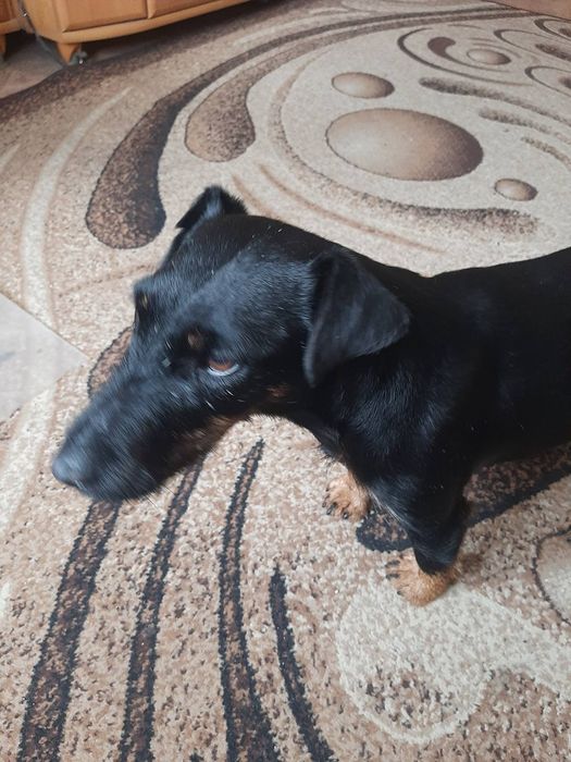 дівчинка безкоштовно