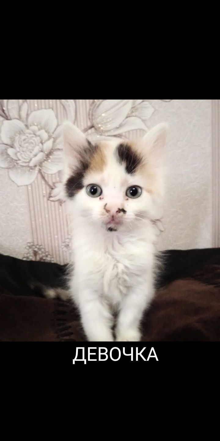Котята милые,красивые.