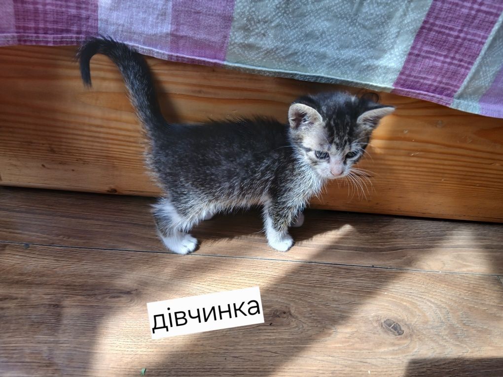 Відам в добрі руки