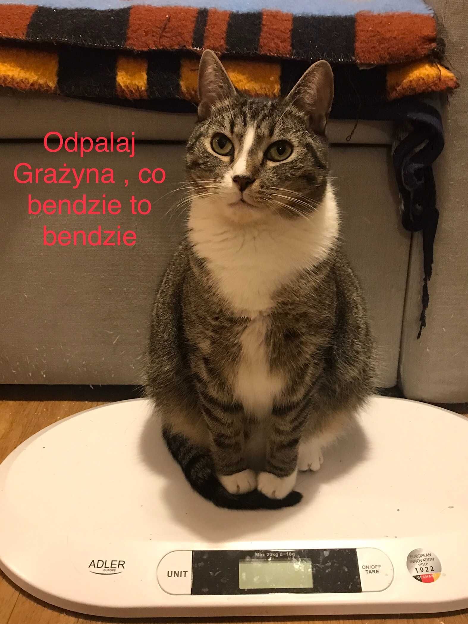 Koci ideał Frycuś już 2 lata czeka na domek :(