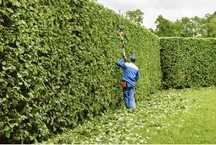 Limpeza de Jardins, Terrenos e Pinhais  – Preços Acessíveis