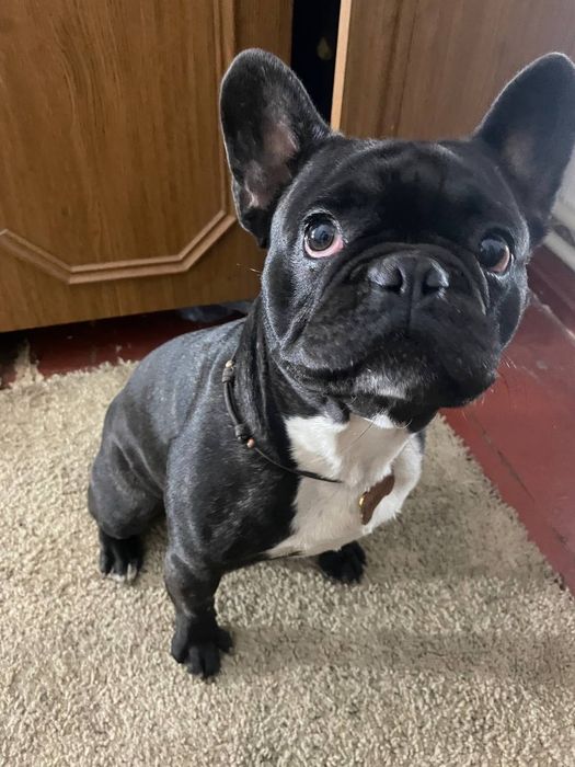 Французский бульдог мальчик