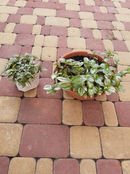 Традесканція чудова