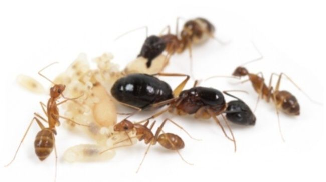 Camponotus pseudoirritans kolonia