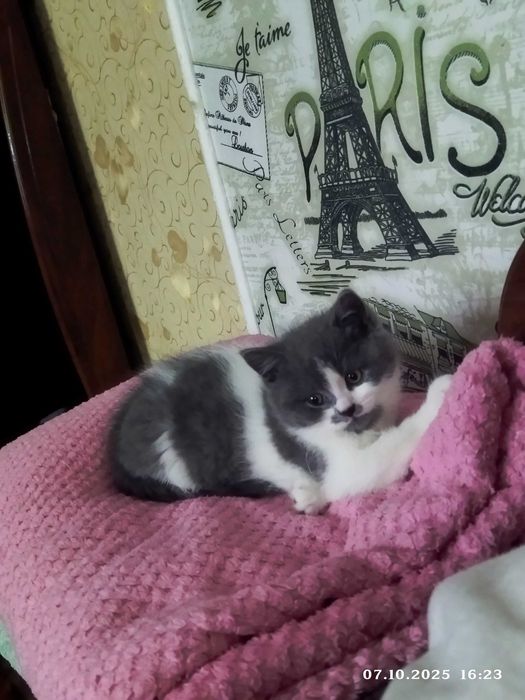 Шотландський скотіш страйт